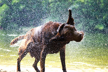 Hundebetreuung Friedrichshain 1